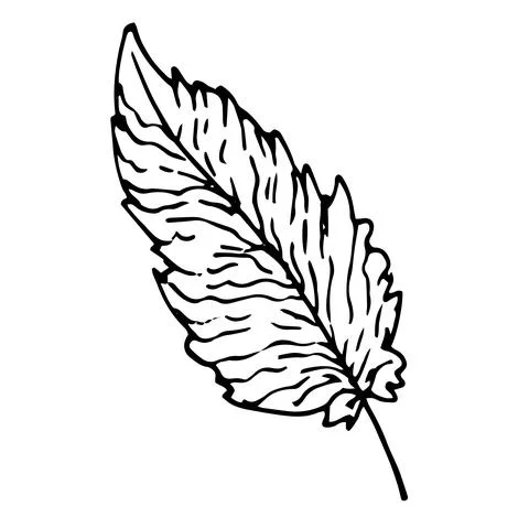 Vector seamless pattern of a bird's feather with stripes. a pattern of a curved Stock Illustration