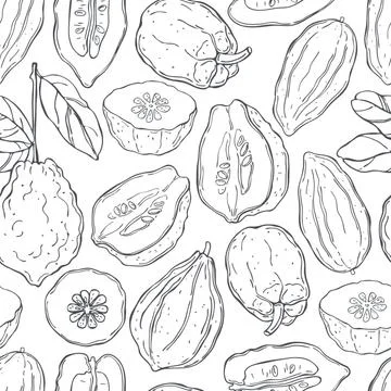 Vector seamless  pattern with citron Illustrazione stock