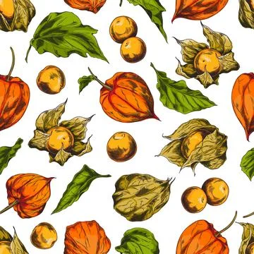Vector seamless pattern with fruits and leaves of physalis, with berries cove Stock Illustration