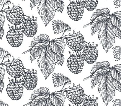 Vector seamless pattern with hand drawn raspberries in sketch style. Stockillustratie