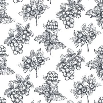 Vector seamless pattern with hand drawn berries in sketch style. Stock Illustration