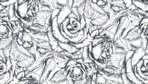 Vector seamless pattern with hand drawn rose flowers and leaves on white. Stock Illustration