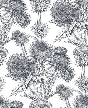 Vector seamless pattern with hand drawn Thistle or Carduus plant, leaf, bud and Illustrazione stock