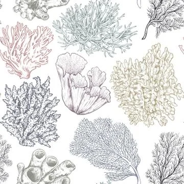 Vector seamless pattern with hand drawn ocean plants and coral reef elements in Stock Illustration