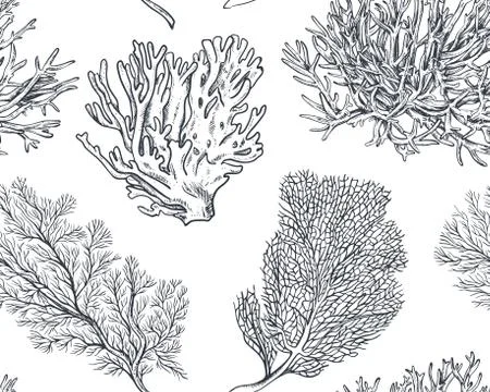 Vector seamless pattern with hand drawn ocean plants and coral reef elements in Illustrazione stock