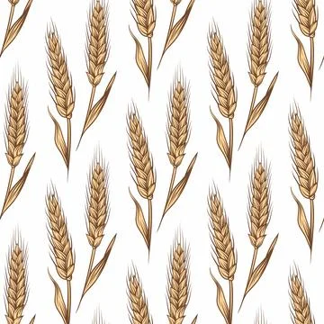 Vector Seamless Pattern with Hand Drawn Agriculture Wheat, Cereal Ears. Organic 스톡 일러스트