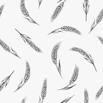 Vector Seamless Pattern with Hand Drawn Agriculture Wheat, Cereal Ears. Organic Stock Illustration