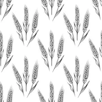 Vector Seamless Pattern with Hand Drawn Agriculture Wheat, Cereal Ears. Organic Stock Illustration