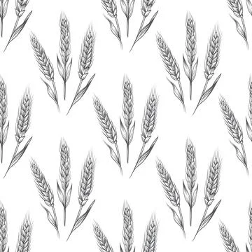 Vector Seamless Pattern with Hand Drawn Agriculture Wheat, Cereal Ears. Organic Stock Illustration