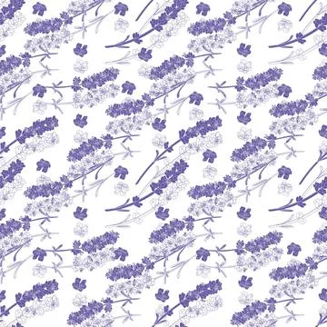 Vector seamless pattern with lavender twigs Stock Illustration
