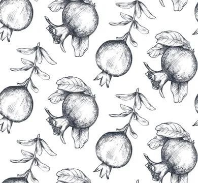 Vector seamless pattern with pomegranate fruits, branches. Stock Illustration