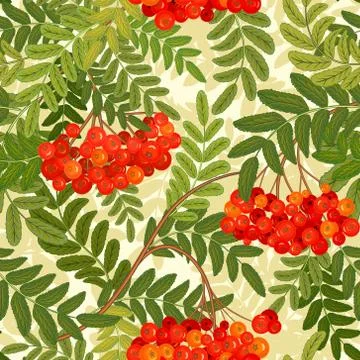 Vector seamless pattern. Rowanberries background. Stock Illustration