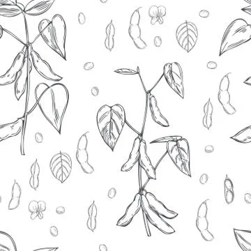 Vector seamless pattern with soybean plant. Stock Illustration