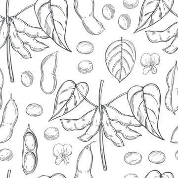 Vector seamless pattern with soybean plant. 스톡 일러스트