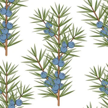 Vector seamless pattern with a sprig of juniper. Stock Illustration