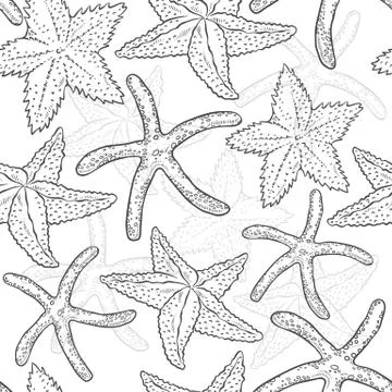 Vector seamless pattern starfish. Sea star monochrome black white outline sketch 스톡 일러스트