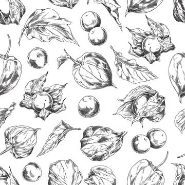Vector seamless pattern in the style of a sketch with fruits, leaves of physa Stock Illustration