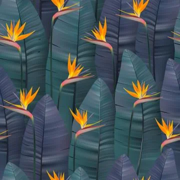 Vector seamless pattern with tropical strelitzia flowers. Stock Illustration