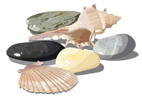 Vector Seashell and sea pebbles Stock Illustration