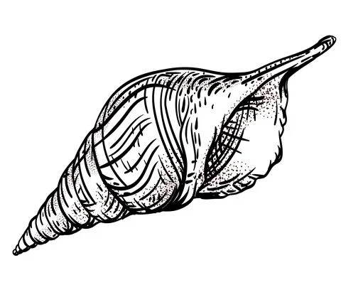 Vector seashell. Hand draw black and white clip art isolated on transparent 스톡 일러스트