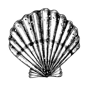 Vector Seashell. Hand drawn illustration of sea Shell on isolated background Stock Illustration