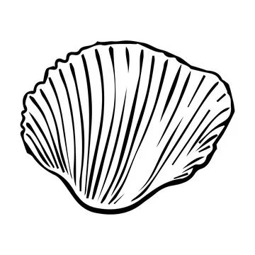 Vector Seashell. Hand drawn illustration of sea Shell on isolated backgroun.. Illustrazione stock