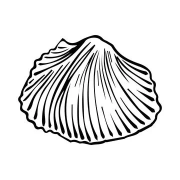 Vector Seashell. Hand drawn illustration of sea Shell on isolated backgroun.. Stock Illustration