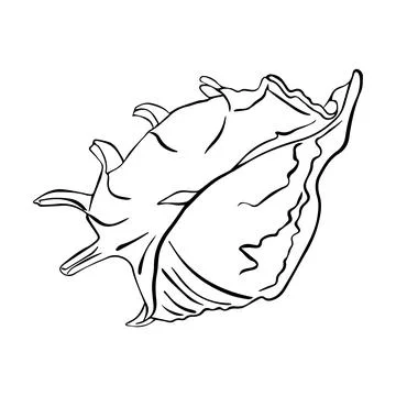 Vector Seashell. Hand drawn illustration of sea Shell on isolated background. Stock Illustration