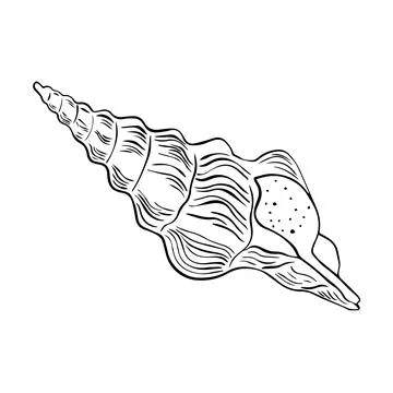 Vector Seashell. Hand drawn illustration of sea Shell on isolated background. Stock Illustration