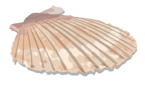 Vector Seashell Stock Illustration