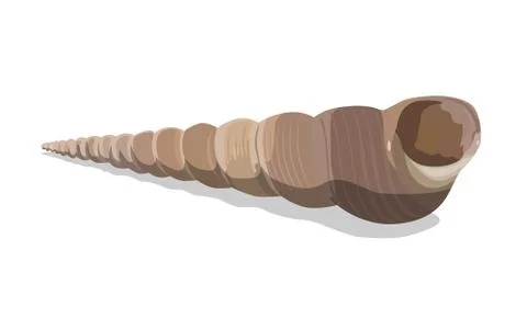 Vector Seashell Stock Illustration