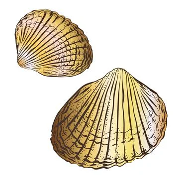 Vector seashell. Set. Hand draw colored clip art isolated on transparent Stock Illustration