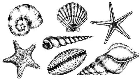 Vector Seashells set. Hand drawn illustration of sea Shells on isolated Stock Illustration