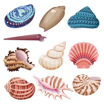 Vector seashells set. Stock Illustration