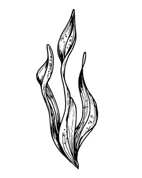 Vector Seaweed illustration. Hand drawn drawing of Algae in outline style Stock Illustration