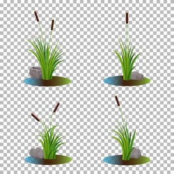 Vector set of 4 cattail stalk bushes in swamp water with stones on the side. Stockillustratie