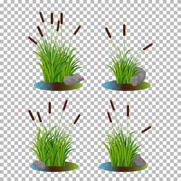 Vector set of 4 cattail stalk bushes in swamp water with stones on the side. Stock-Illustration