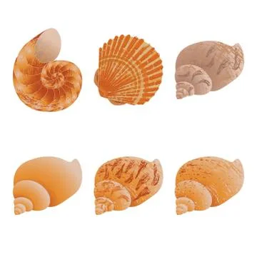 Vector set of 6 seashells. In brown tones Stock Illustration