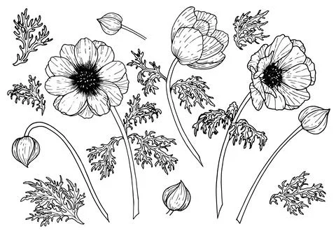 Vector set of Anemone Flowers. Hand drawn floral illustration of plants with Stock Illustration