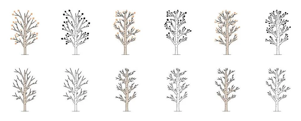 Vector set of aspen tree isolated on white background. Poplar tree hand d... Stock Photos