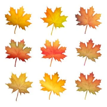 Vector set of autumn maple leaves Stock Illustration