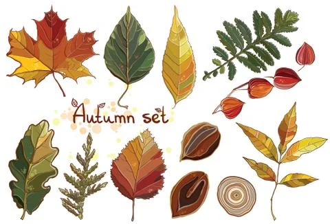 Vector set with autumn set leaves, nuts, tree. Thuja; aspen; physalis; alde.. Stock Illustration
