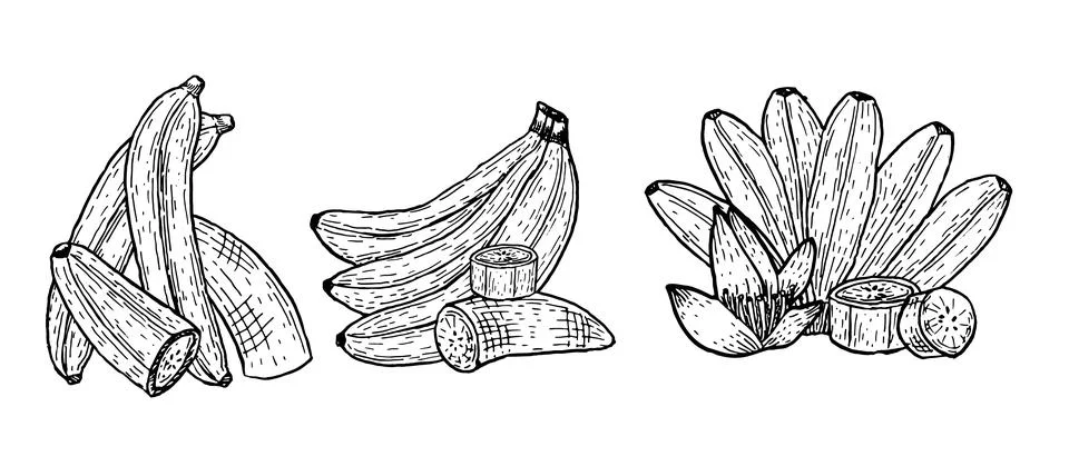 Vector set of banana branch. Set of compositions of tropical fruits Stock Illustration