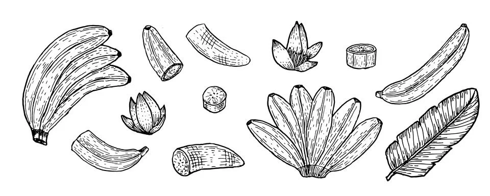 Vector set of banana branches, leaves and flowers isolated. Stock Illustration