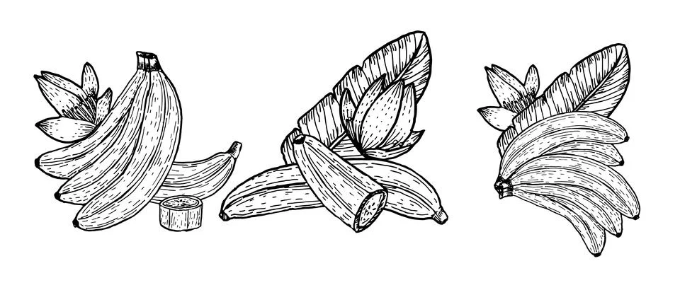 Vector set of bananas with flowers. Set of compositions of tropical fruits. Stock Illustration