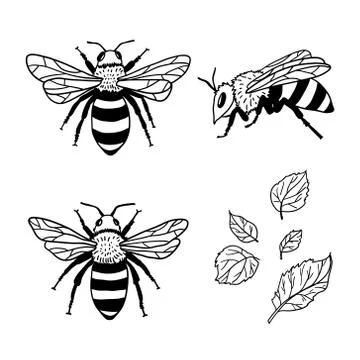 Vector set with bees and leaves. Hand drawn illustration Stock Illustration