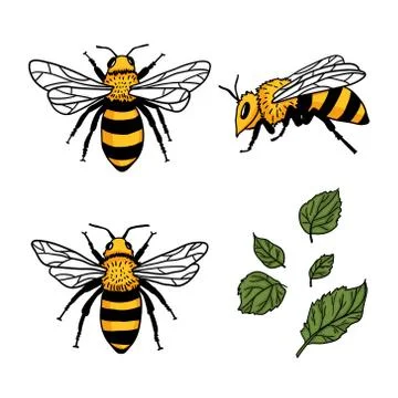 Vector set with bees and leaves. Hand drawn illustration Stock Illustration