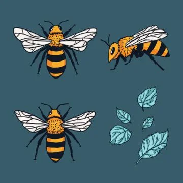 Vector set with bees and leaves. Hand drawn illustration Stock Illustration