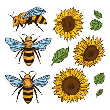 Vector set with bees and sunflowers. Hand drawn illustration Illustrazione stock