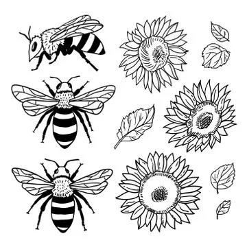Vector set with bees and sunflowers. Hand drawn illustration Stock Illustration